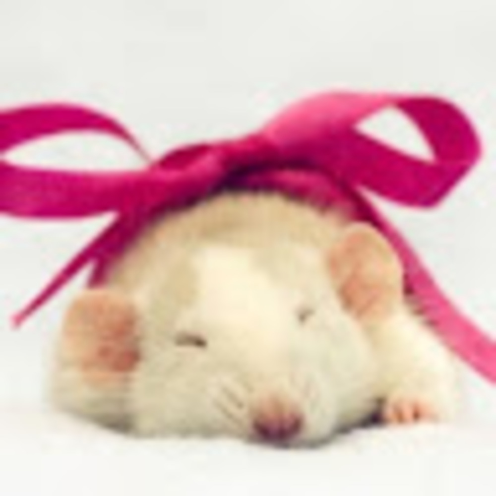 Meet your Posher, Ratsy